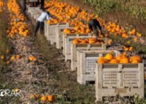 Caixas com laranjas colhidas em plantação lei da semeadura e da colheita