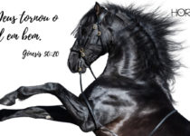 Um cavalo selvagem. Genesis 50: 20
