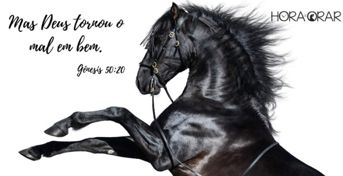 Um cavalo selvagem. Genesis 50: 20
