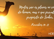 Um camelo no deserto. Proverbios 19: 21