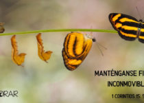 Metamorfosis de una mariposa. 1 Corintios 15: 58