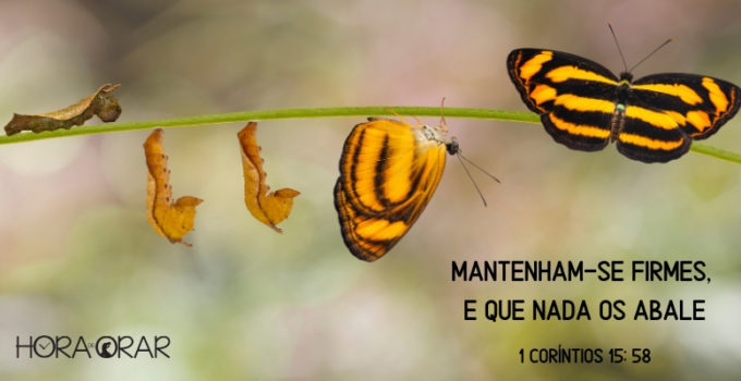 Larva da borboleta em processo de metamorfose. 1 Corintios 15: 58