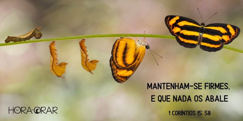 Larva da borboleta em processo de metamorfose. 1 Corintios 15: 58