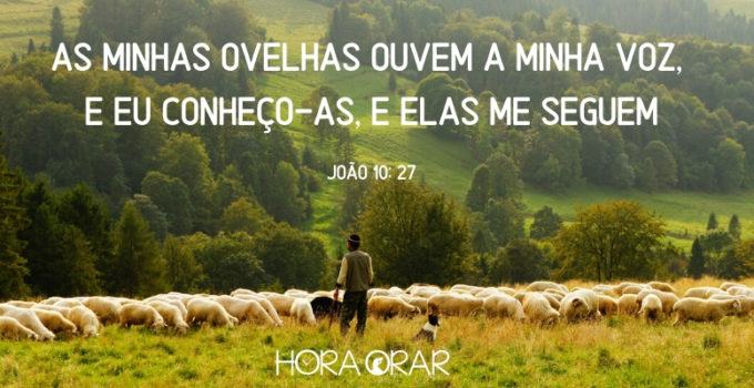 Pastor com suas ovelhas. João 10:27