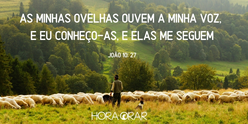 Pastor com suas ovelhas. João 10:27