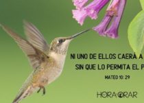 Un colibrí alimentándose en una flor. Mateo 10:29