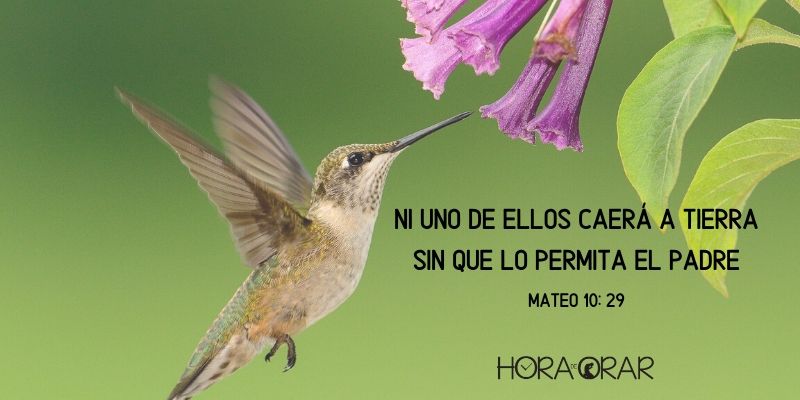 Un colibrí alimentándose en una flor. Mateo 10:29