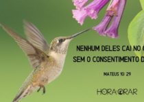 Un beija flor. Mateus 10:29