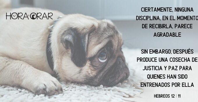 Un perro es disciplinado. Hebreos 12:11