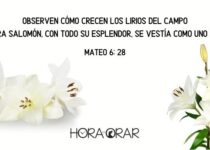 Lirios. Mateo 6:28