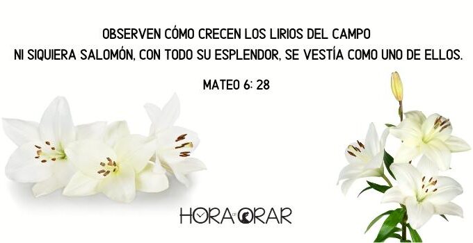 Lirios. Mateo 6:28