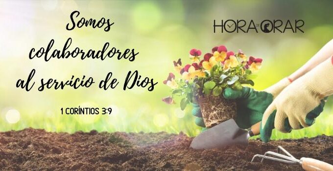 Una flor siendo plantada en un jardín. 1 Corintios 3:9