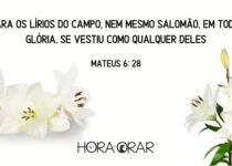 Lírios. Mateus 6:28