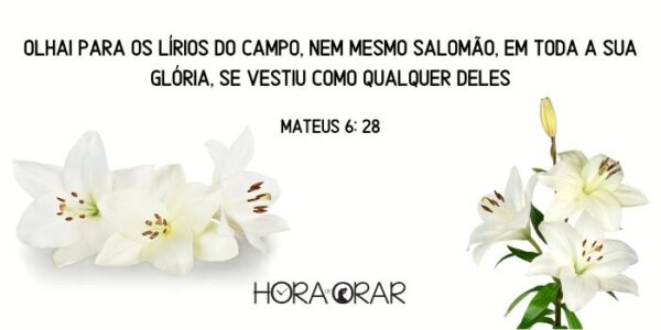 Olhai os lírios do campo - Hora de Orar - Devocional Diário