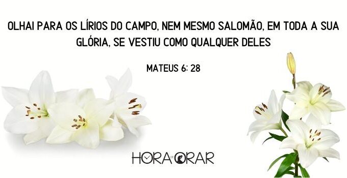 Lírios. Mateus 6:28