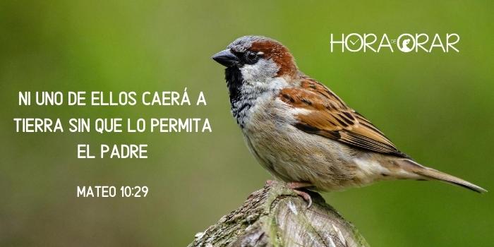 Un gorrión. Mateo 10:29