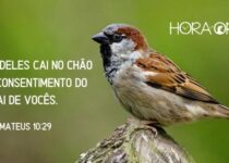 Um pardal. Mateus 10:29