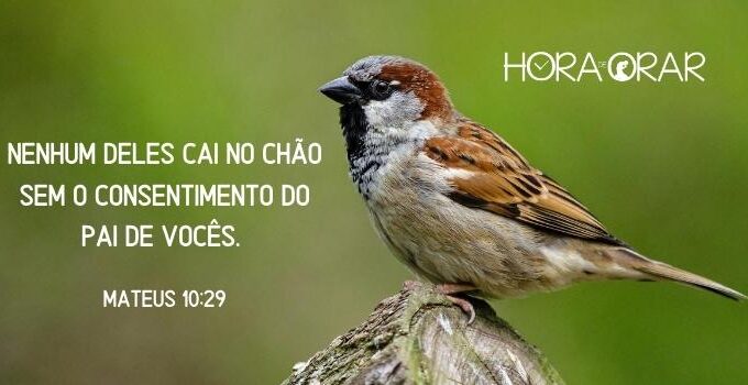 Um pardal. Mateus 10:29