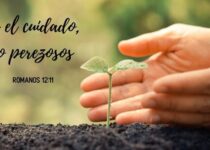Dos manos protegiendo una planta. Romanos 12:11