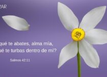 Flor pierde una petala y el Salmo 42:11