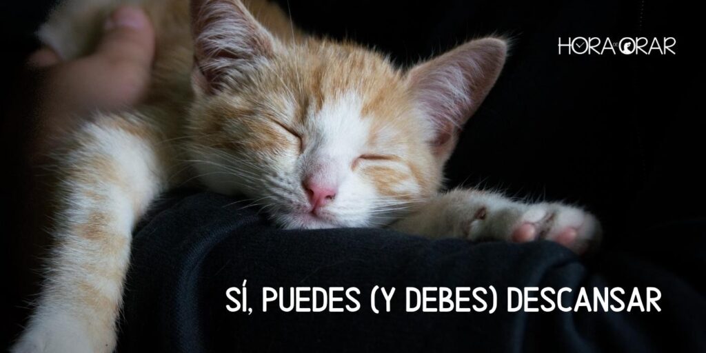 Un gato duerme