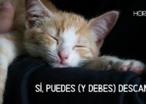 Un gato duerme