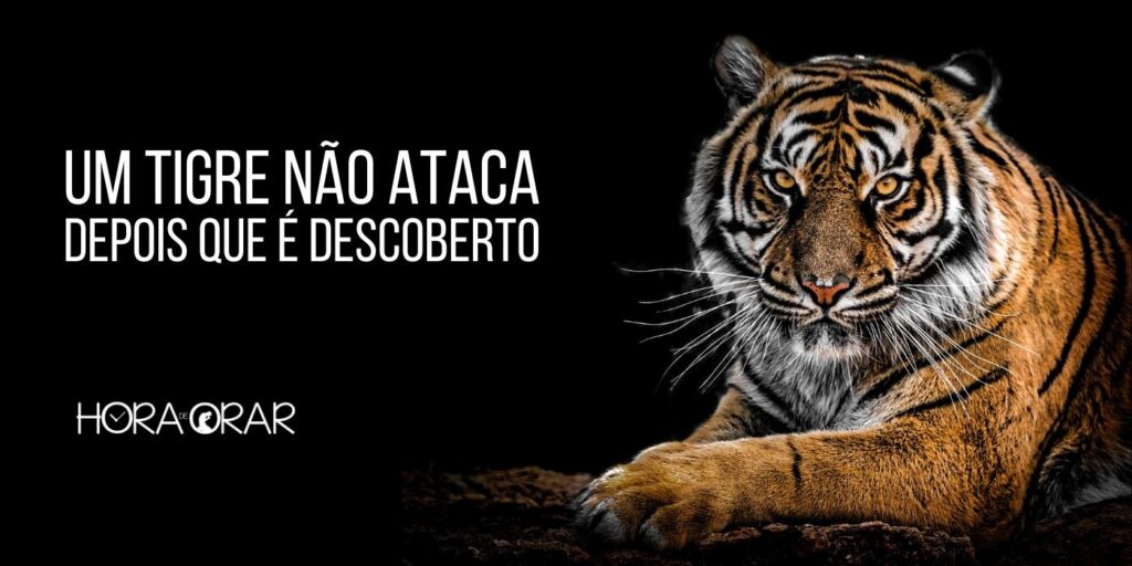 O tigre