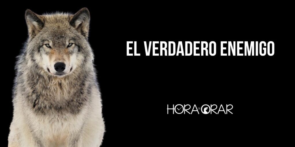 Un lobo