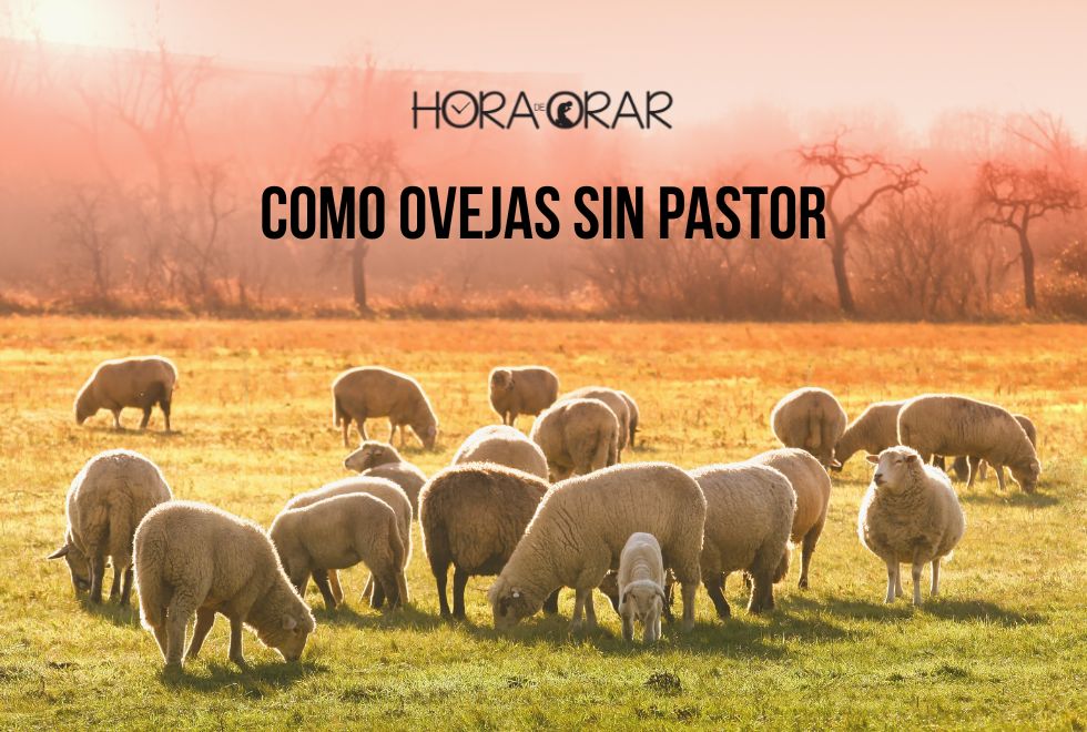 como-ovejas-sin-pastor
